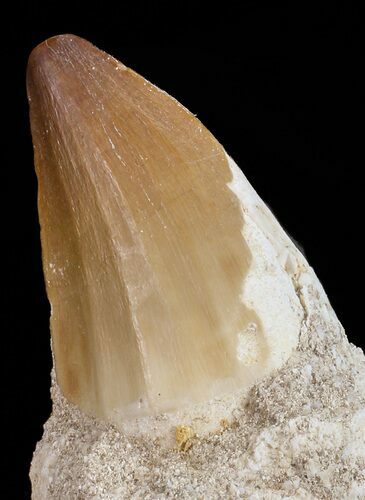 Mosasaurus Tooth In Rock - Morocco #70470